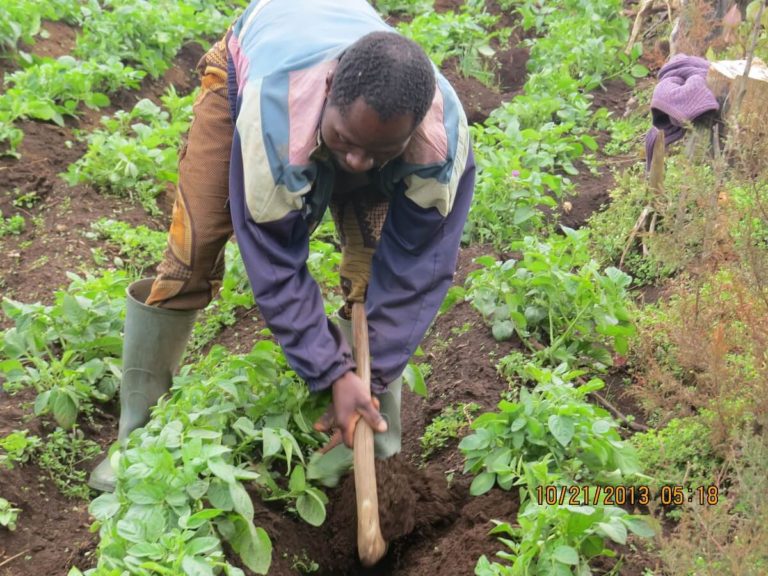 TRIP TO CAMEROON 2013 by RUCADEV, supporting local farmers(13)